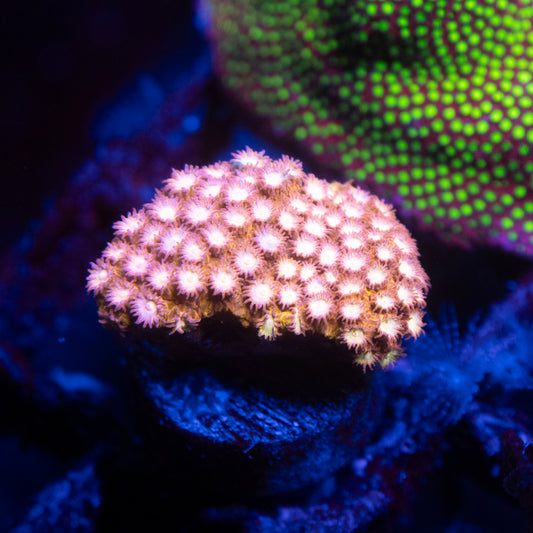 Peppermint Cyphastrea Coral