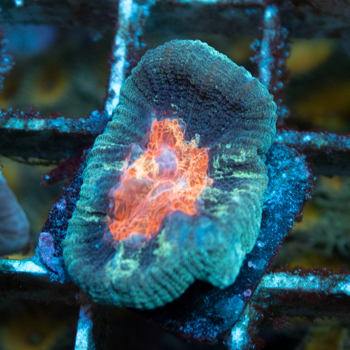 Picasso Favia coral frag from AquaGem Corals