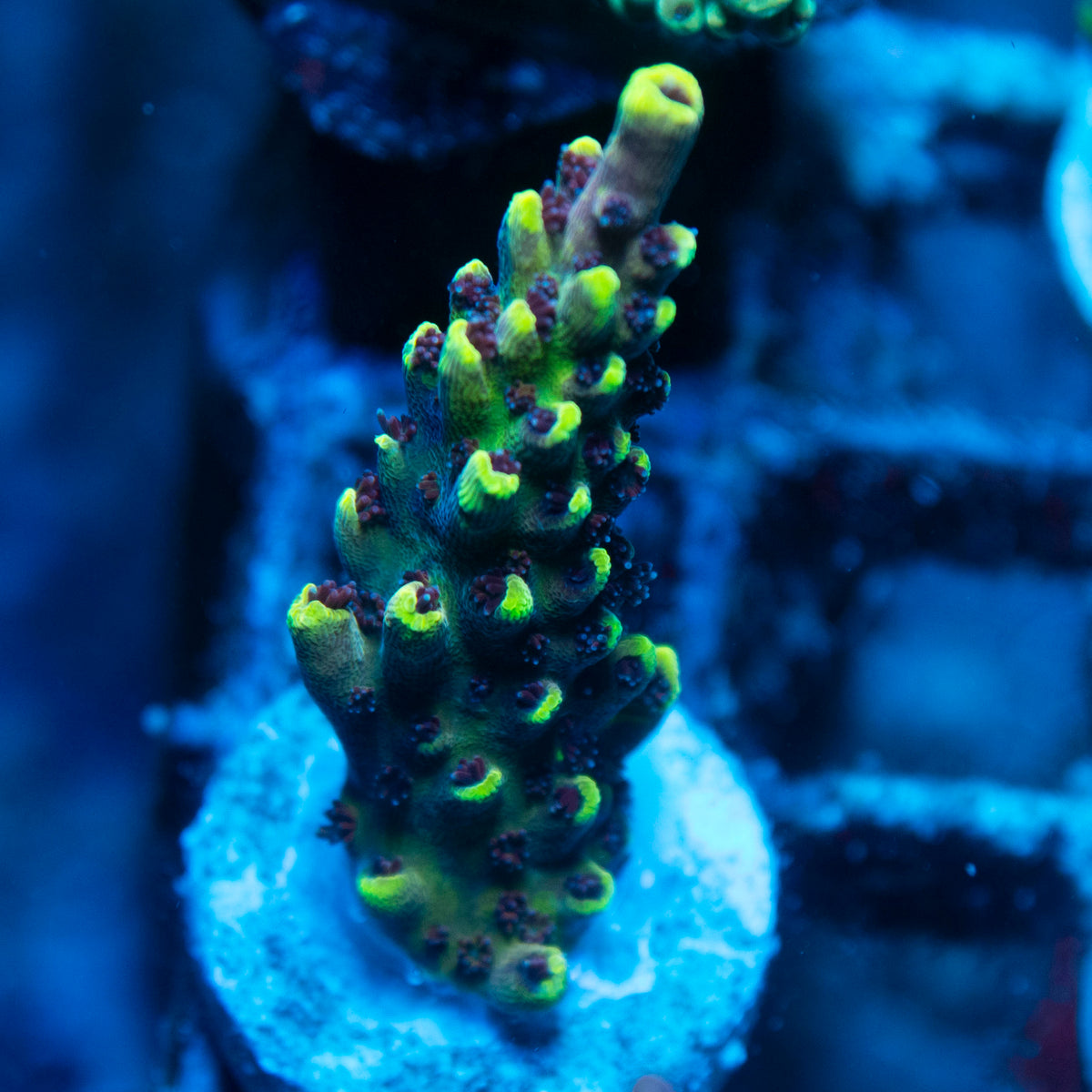 Pikachu Acropora live reef coral - AquaGemCorals