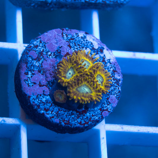 Pikachu Zoa