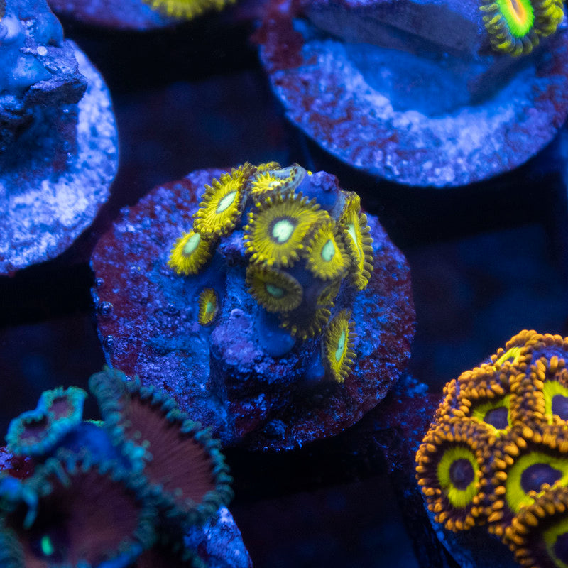 Pikachu Zoa