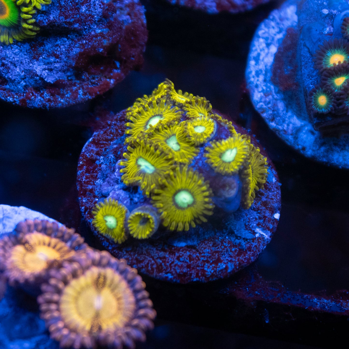 Pikachu Zoa