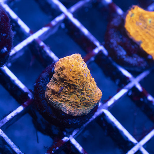 Pink Boobies Chalice