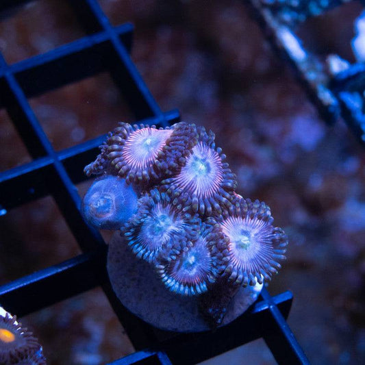 Pink Cloud Zoas - AquaGemCorals