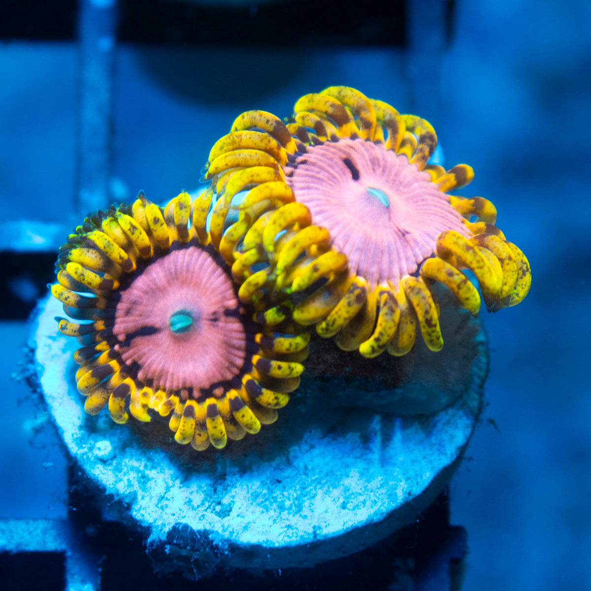 Pink Diamond Zoa live reef coral - AquaGemCorals