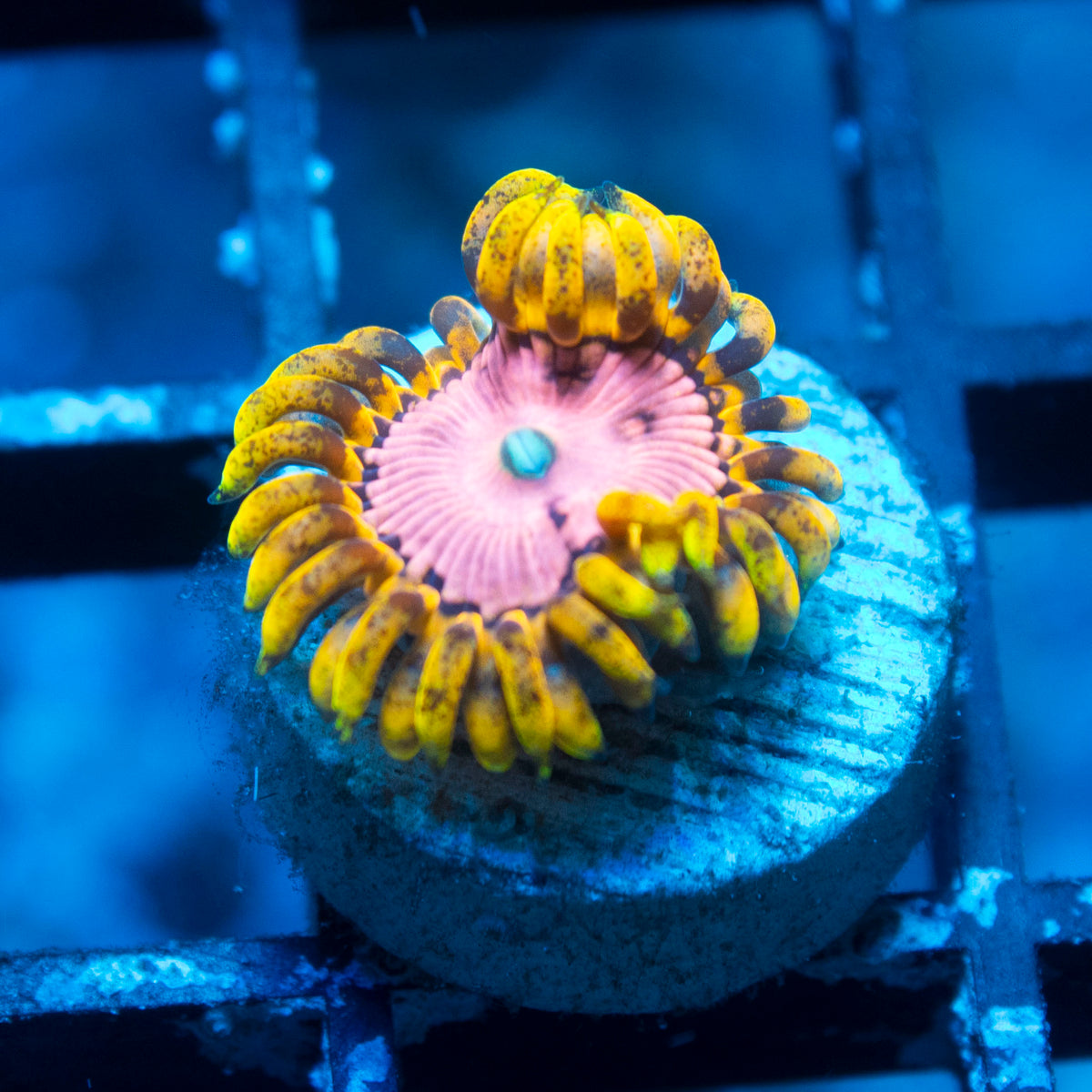 Pink Diamond Zoa live reef coral - AquaGemCorals