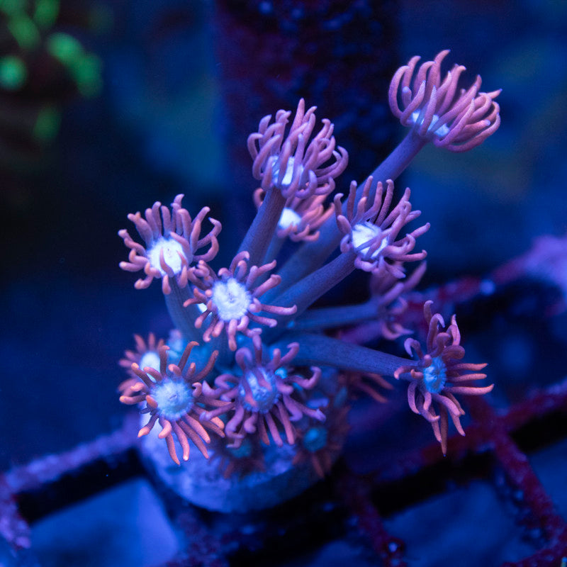 Pink Lasher Goni - AquaGemCorals