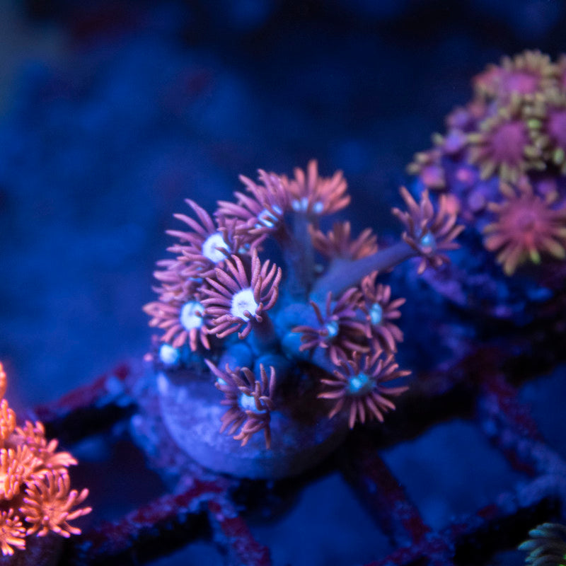 Pink Lasher Goni - AquaGemCorals