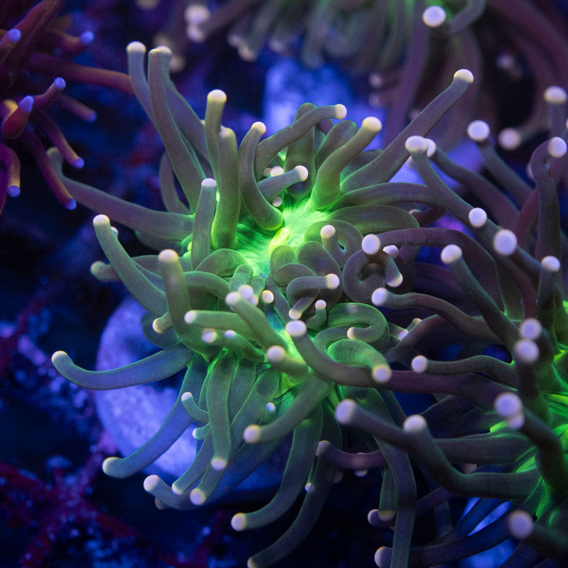 Pink Tip Green Center Torch - AquaGemCorals