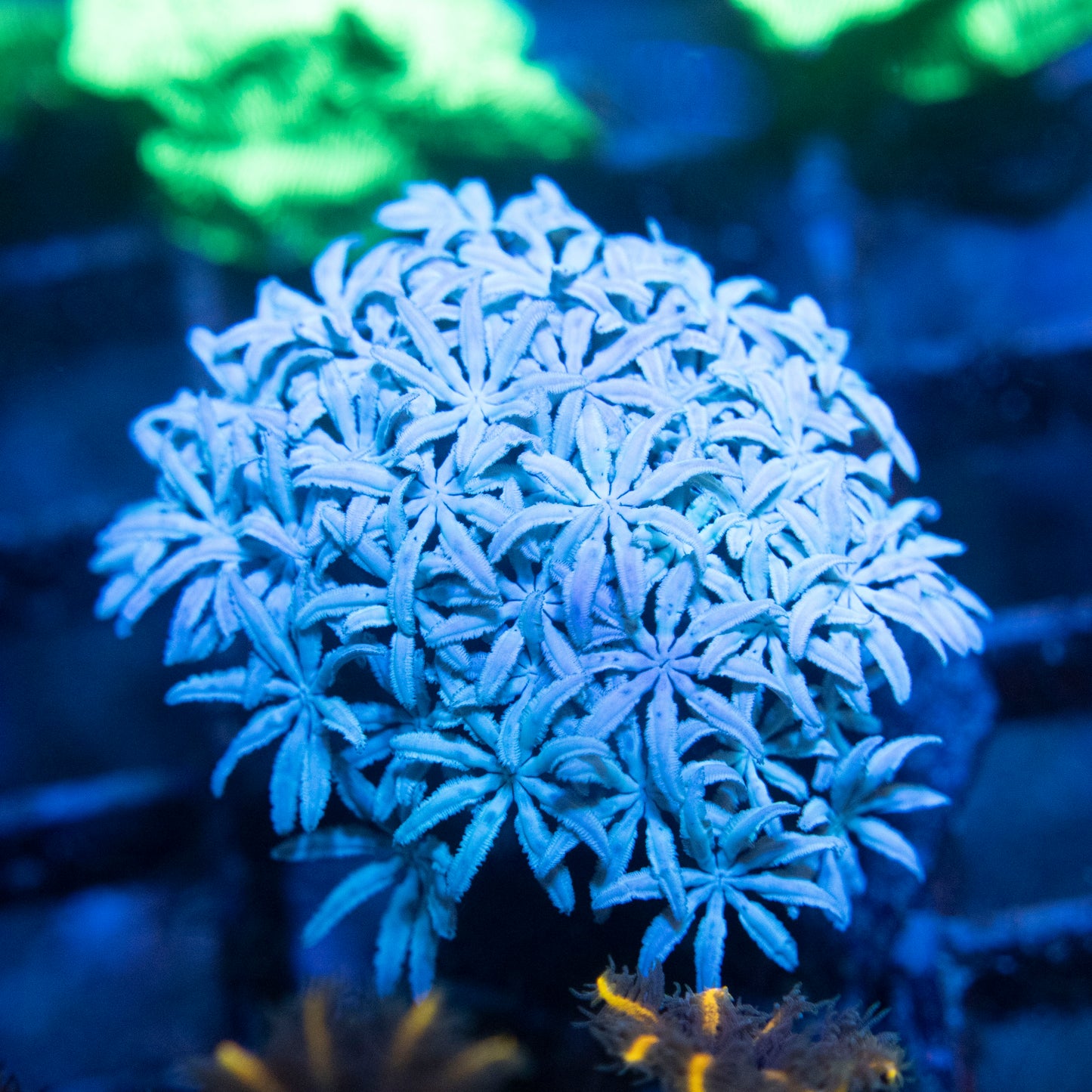 Pipe Organ Coral