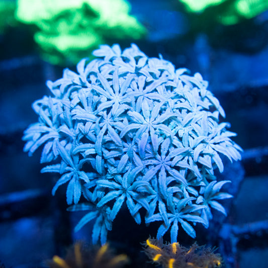 Pipe Organ Coral