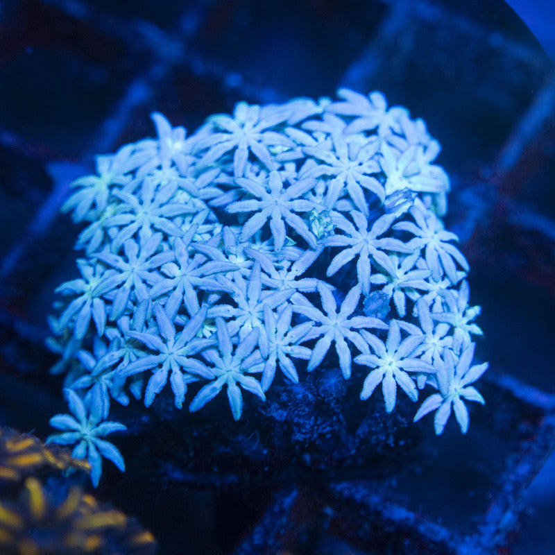 Pipe Organ WYSIWYG live coral for sale at AquaGemCorals