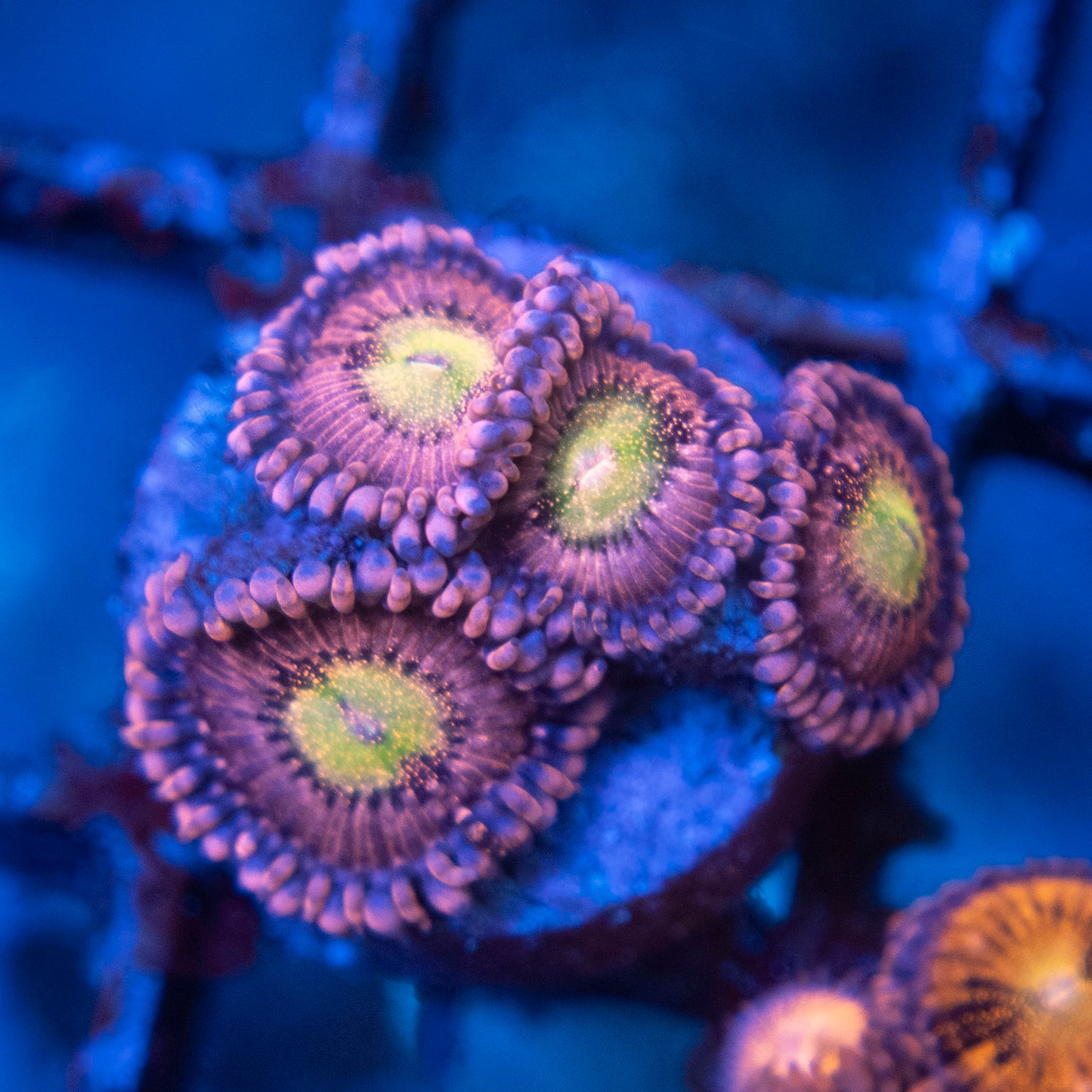 Playboi Bunny Zoa  WYSIWYG coral from AquaGemCorals
