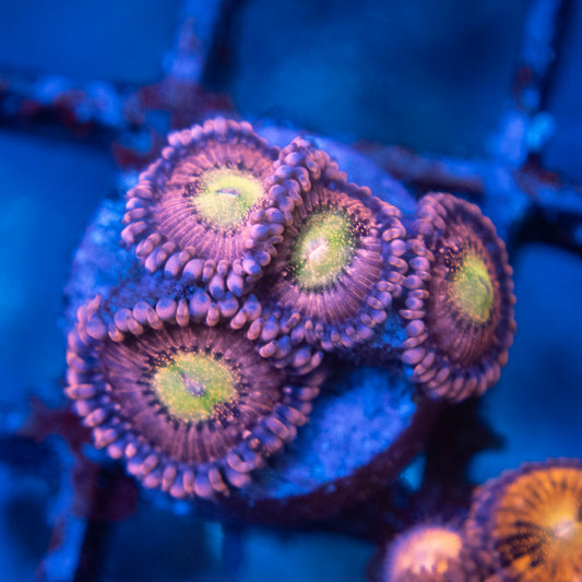 Playboi Bunny Zoa  WYSIWYG coral from AquaGemCorals