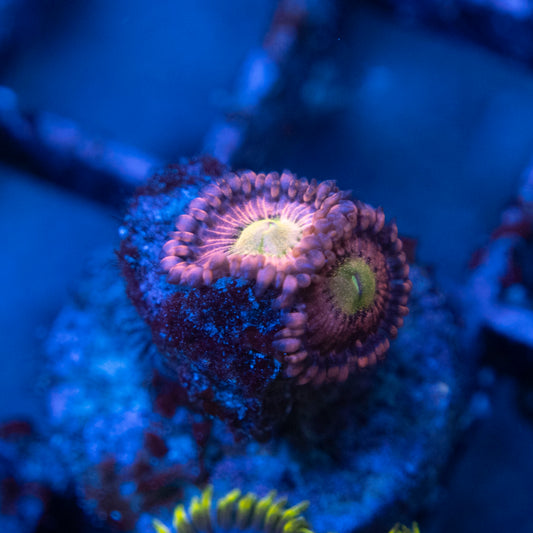 Playboi Bunny Zoa  WYSIWYG coral from AquaGemCorals