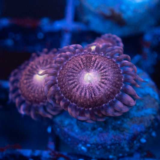 Playboi Bunny Zoa WYSIWYG coral from AquaGemCorals