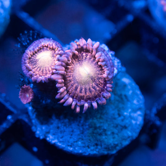 Playboi Bunny Zoas