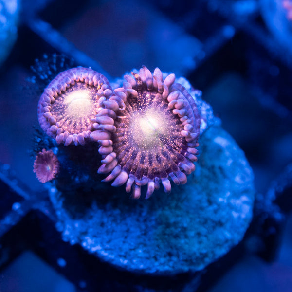 Playboi Bunny Zoas