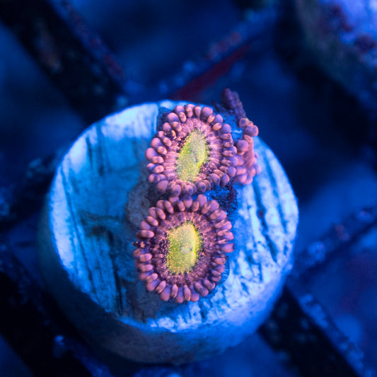 Playboi Bunny Zoas