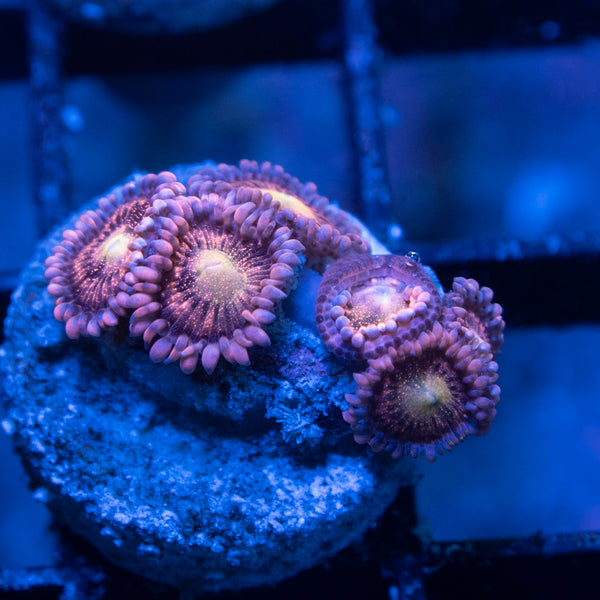 Playboi Bunny Zoas