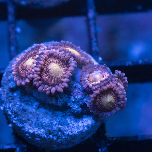 Playboi Bunny Zoas