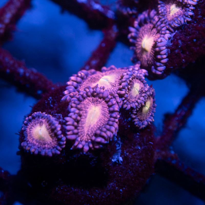 Playboy Bunny Zoa - AquaGemCorals