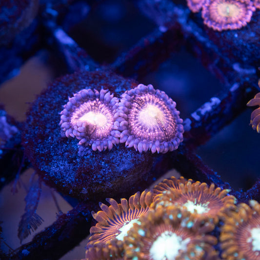 Playboy Bunny Zoa - AquaGemCorals