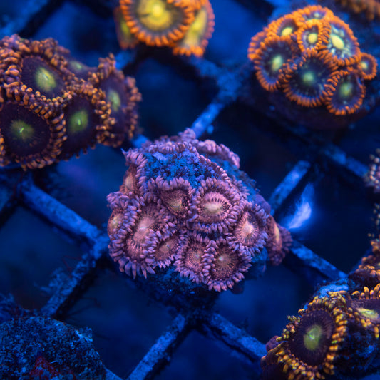 Playboy Bunny Zoa
