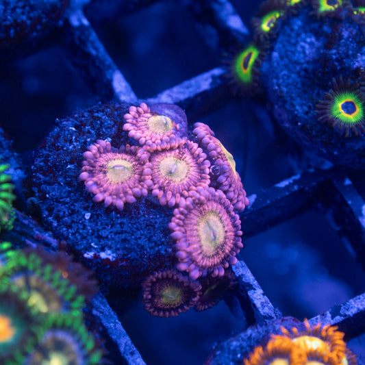 Playboy Bunny Zoa