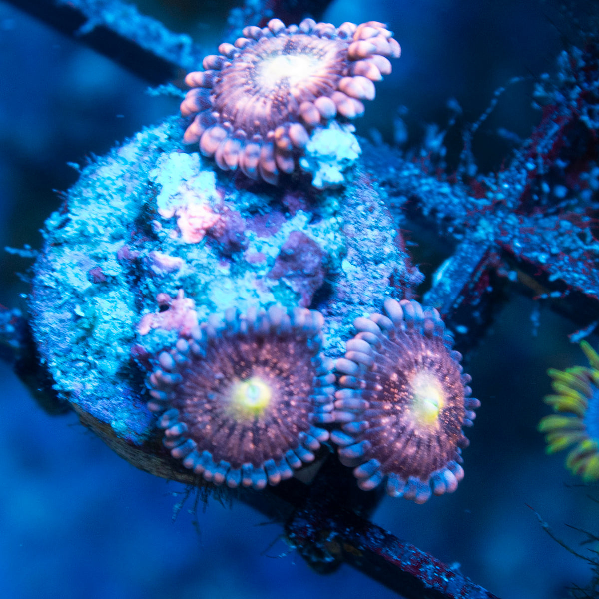 Playboy Bunny Zoa live reef coral - AquaGemCorals