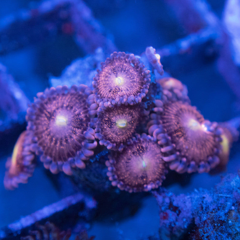 Playboy Zoas WYSIWYG live coral for sale at AquaGemCorals