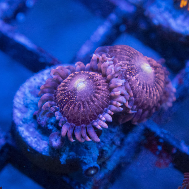 Playboy Zoas WYSIWYG live coral for sale at AquaGemCorals