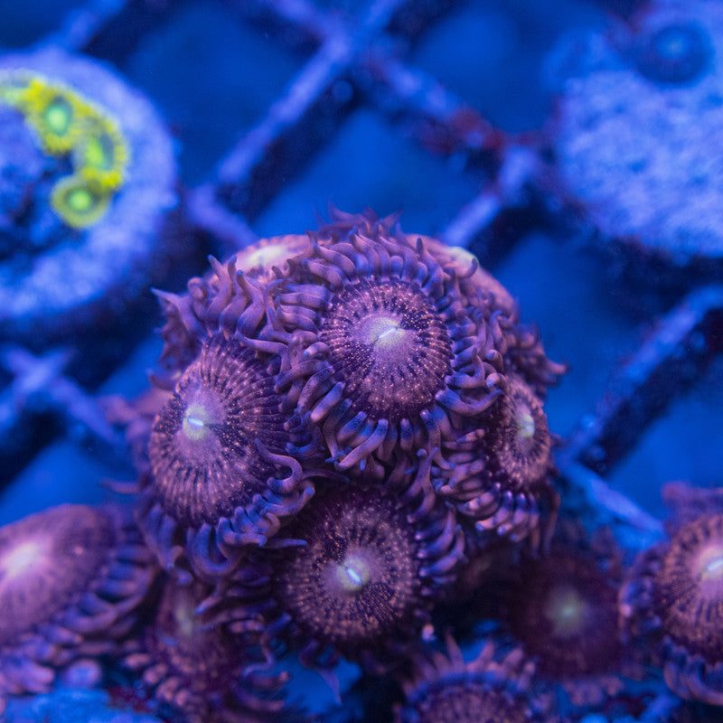Playboy Zoas WYSIWYG live coral for sale at AquaGemCorals