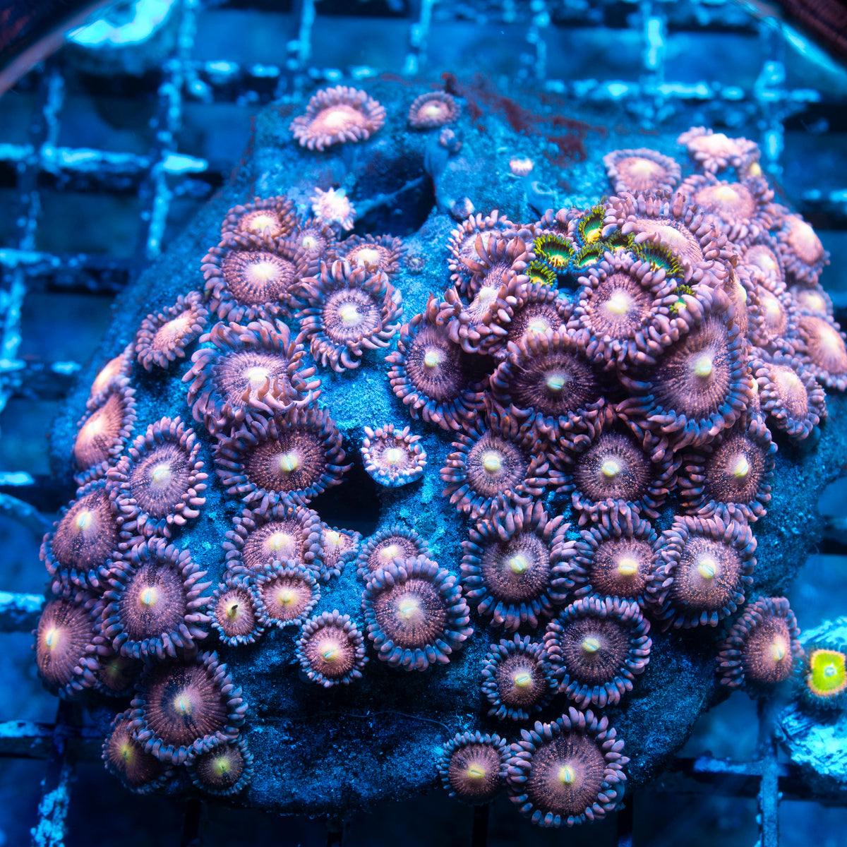 Playboy Bunny Zoa Rock