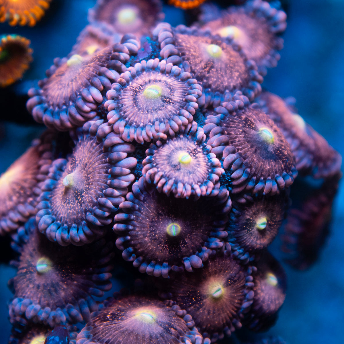 Playboy Bunny Zoa