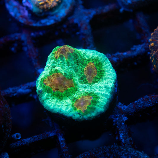 Plutonium chalice