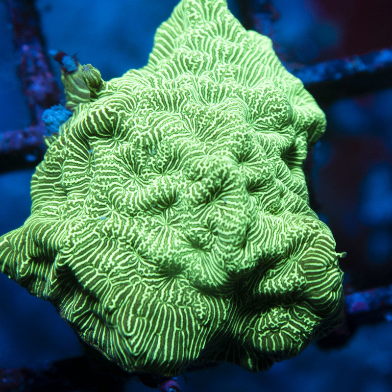Poison Ivy Lepto live coral for reef aquarium