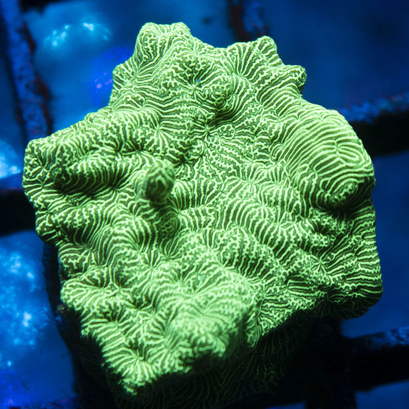 Poison Ivy Lepto live coral for reef aquarium