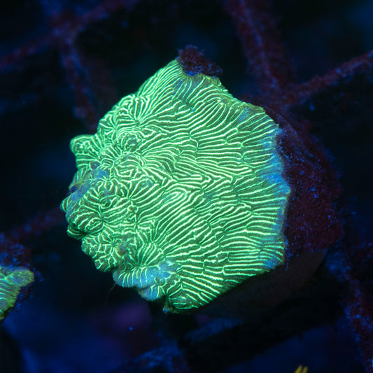 Poison Ivy Leptoseris