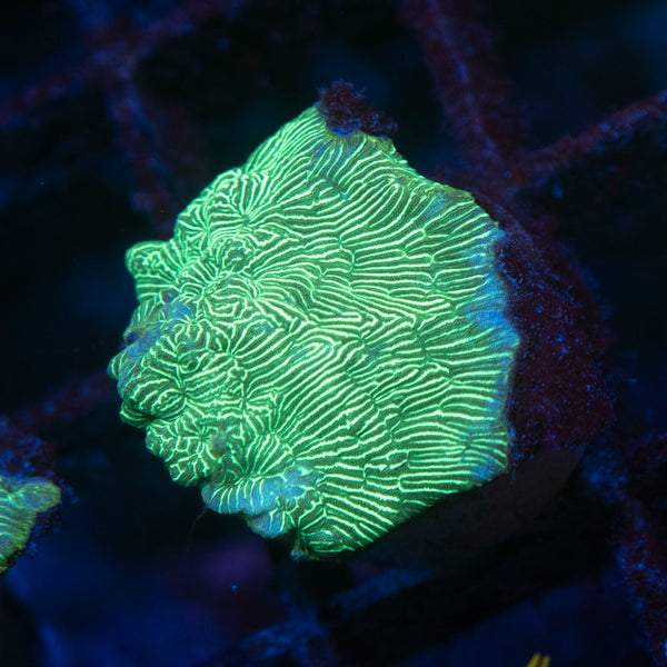 Poison Ivy Leptoseris