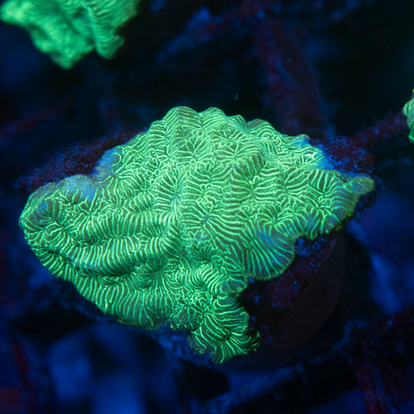 Poison Ivy Leptoseris