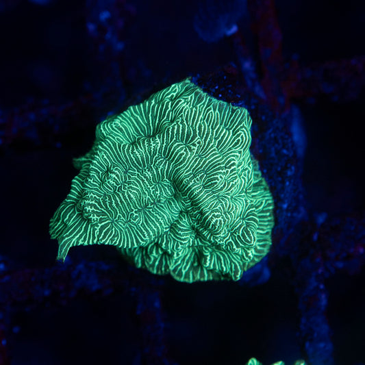 Poison Ivy Leptoseris - AquaGemCorals