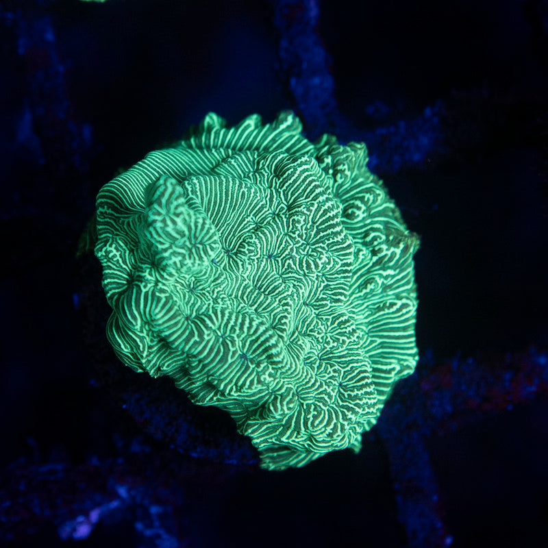 Poison Ivy Leptoseris - AquaGemCorals