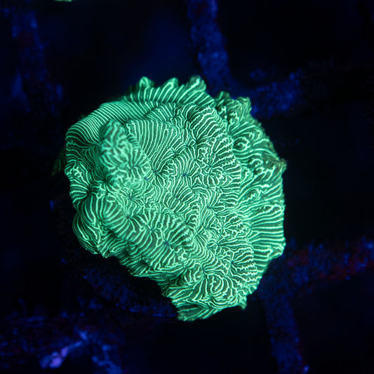 Poison Ivy Leptoseris - AquaGemCorals
