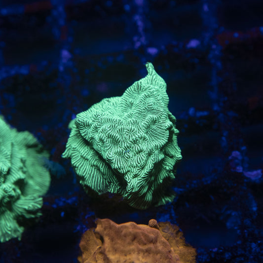 Poison Ivy Leptoseris