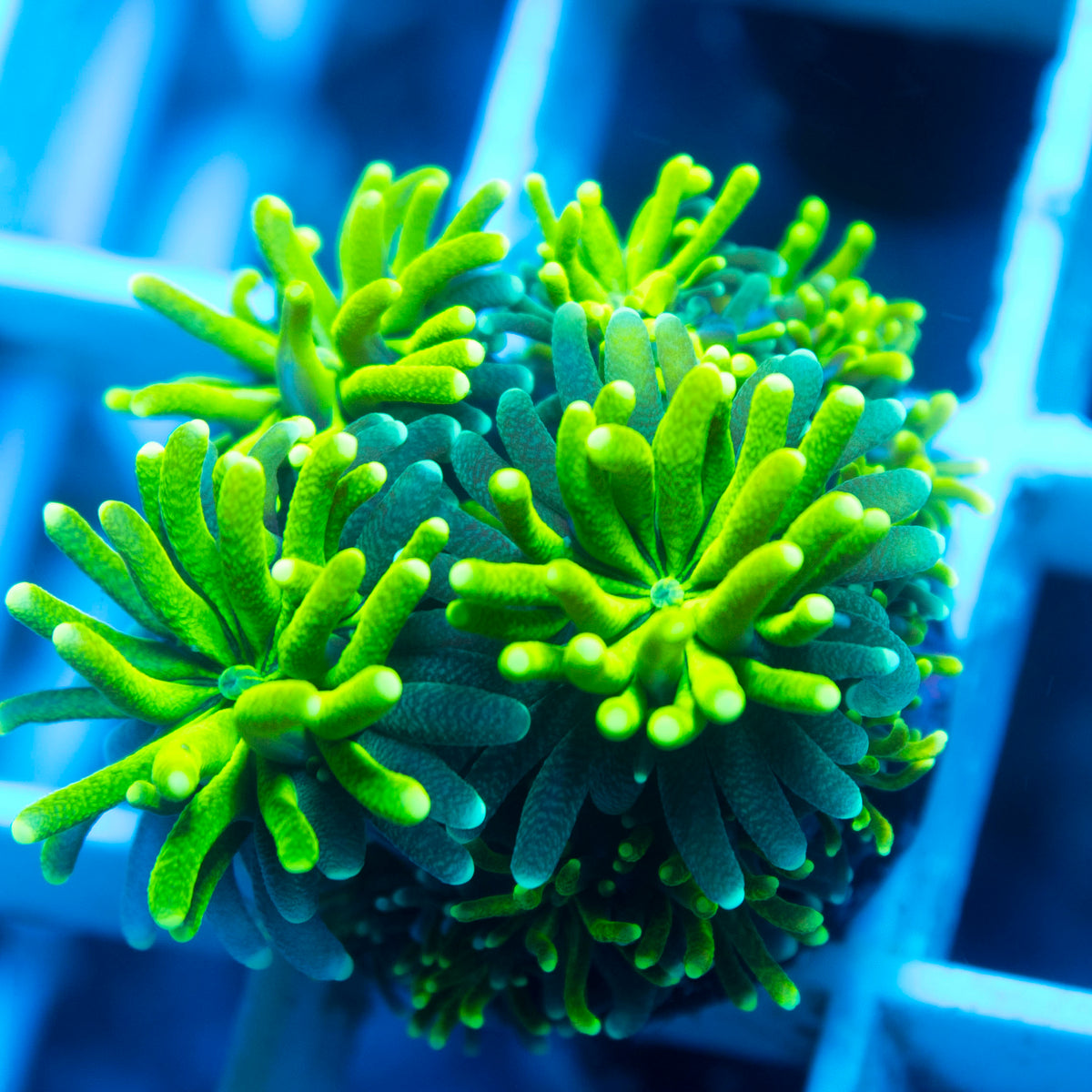Poison Ivy Galaxea coral