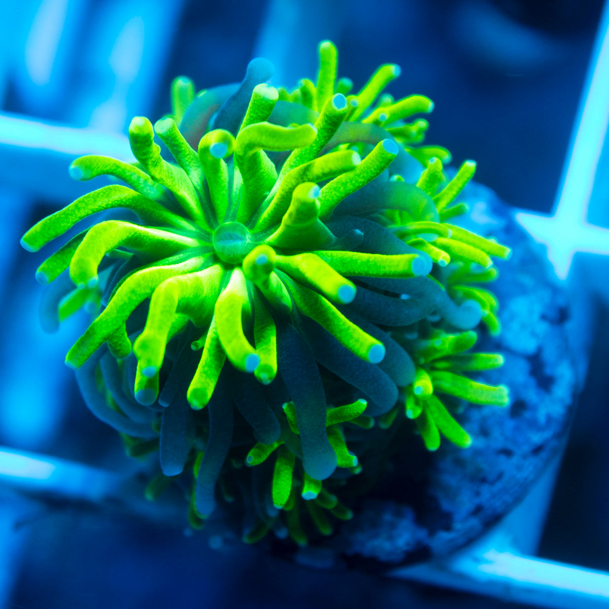 Poison Ivy Galaxea coral