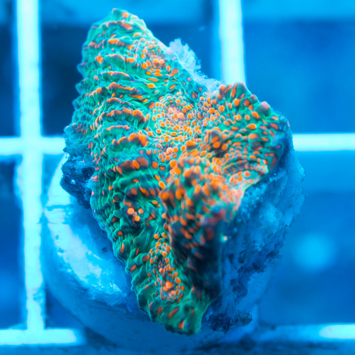 Polka Dot Chalice live reef coral - AquaGemCorals