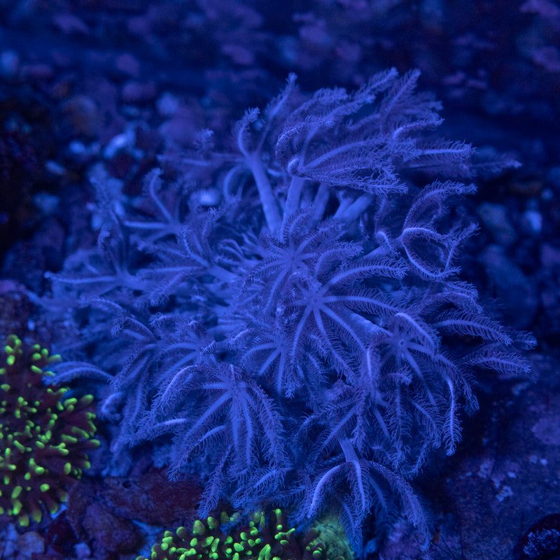 Pulsing Xenia