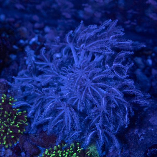 Pulsing Xenia